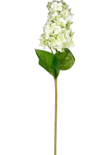 Ortanca Açık Yeşil 70 Cm.