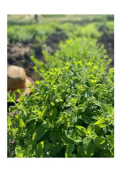 Organik Melisa 50 gr | Melissa Officinalis | 100% Melisa Çayı | Haven Herbs & Blends fiyatları