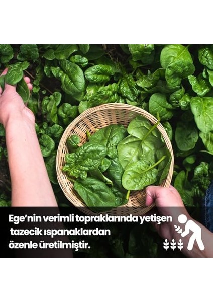 Egeye Dönüş Ispanak Tozu - 100 Gr. (Öğütülmüş Kuru Ispanak - Doğal Yeşil Renk Verici - Glütensiz Bebek Gıdası) modelleri