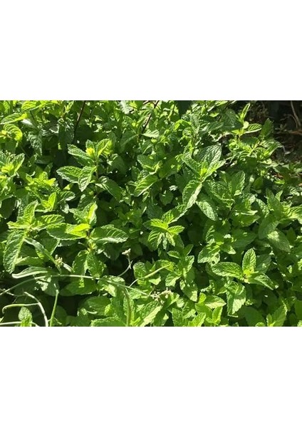 Moroccan Spearmint 50GR