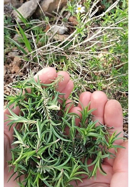 Kekiği, Doğal Zahter Tohumu 40 Adet Tohum