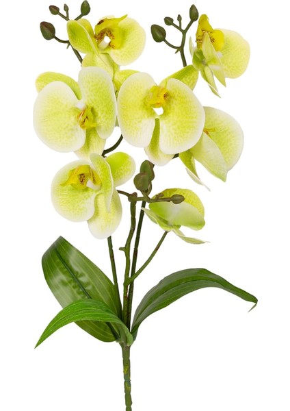 Yapay Orkide Gerçek Dokunuş Yeşil 45 Cm.