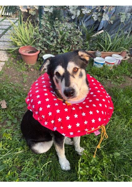 0.rta-Büyük.ırk Köpek Boyunluk-Elizabeth Yakalık Operasyon Boyunluk-Kedi Boyun Yastığı-Xxl