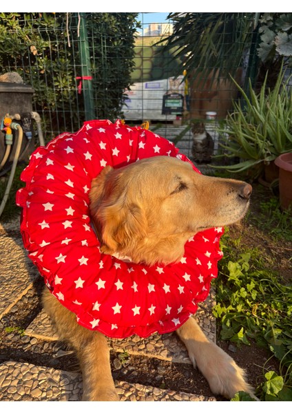 0.rta-Büyük.ırk Köpek Boyunluk-Elizabeth Yakalık Operasyon Boyunluk-Kedi Boyun Yastığı-Xxl modelleri