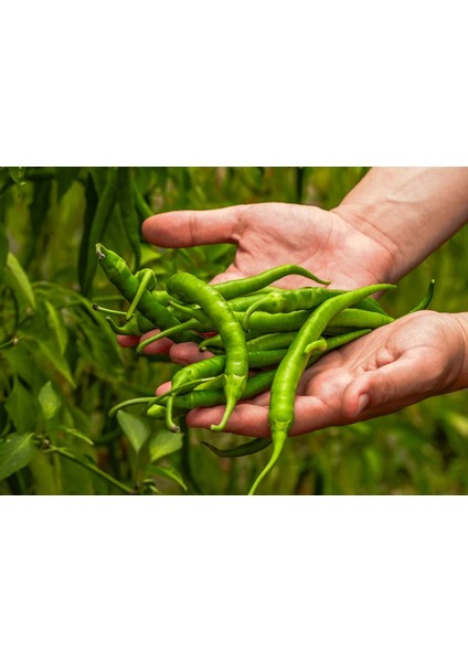 Tatlı Çıtır Biber 500 gr