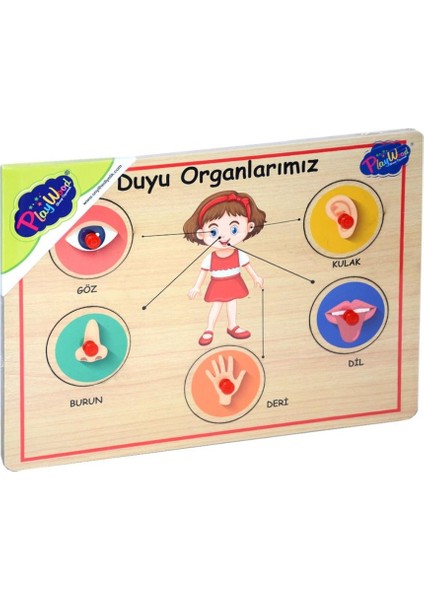 166/167 Onyıl, Ahşap Tutmalı Organlar