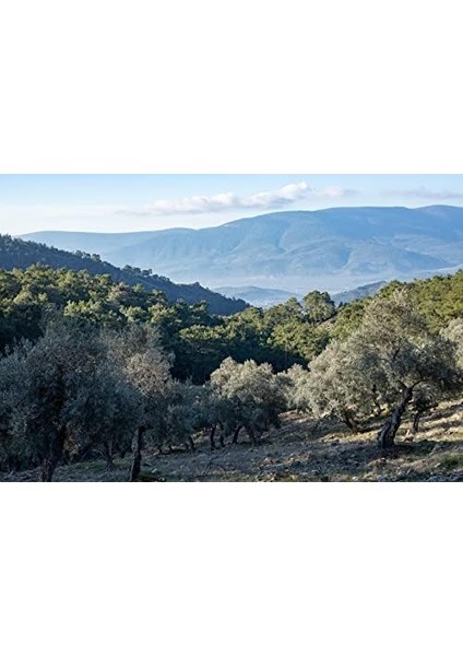 Funoli, Kıds, Premium, Organik, Çocuk, Özel Natürel Sızma Zeytinyağı, Yüksek E Vitamini, Polifenol, 250 Ml.