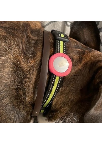 Hayvan Tasmaları Için Kılıfı - Siyah fiyatları