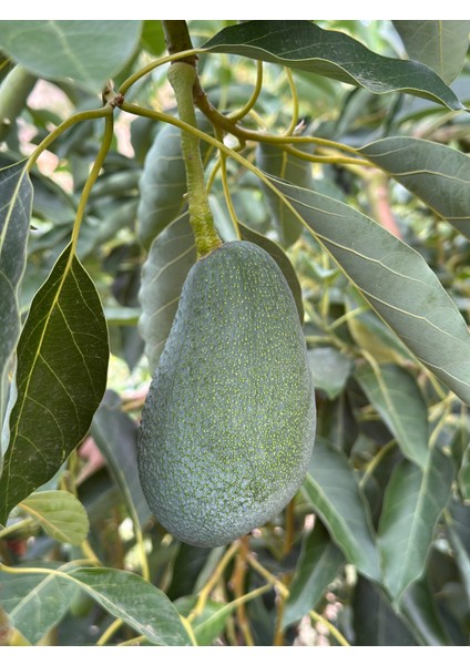 Yerli Avokado 1 kg