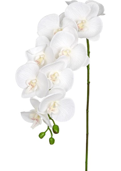 Orkide Gerçek Dokulu Beyaz 95 Cm.