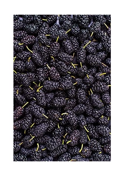 The Mill Karadut Özü Cam Şişe - %100 Doğal - Soğuk Sıkım - Ilave Şeker Içermez - Rafine Şekere Sağlıklı Alternatif - Hiçbir Koruyucu ve Renklendirici Içermez 250 ml fiyatları