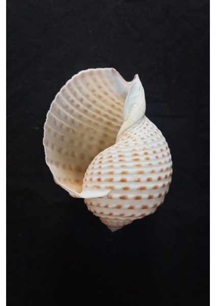 Çok Güzel Deniz Kabuğu Tonna Marginata 8tm