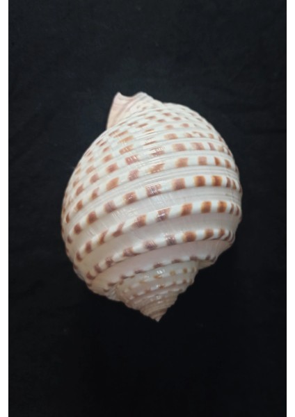 Çok Güzel Deniz Kabuğu Tonna Marginata 8tm fiyatları