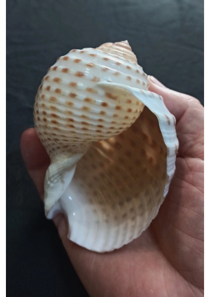 Çok Güzel Deniz Kabuğu Tonna Marginata 8tm fırsatları