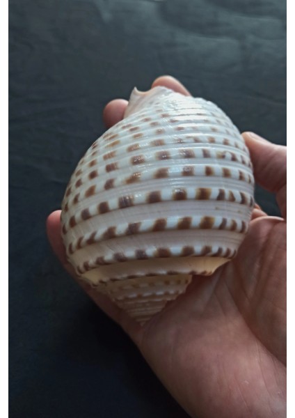 Çok Güzel Deniz Kabuğu Tonna Marginata 8tm indirimleri