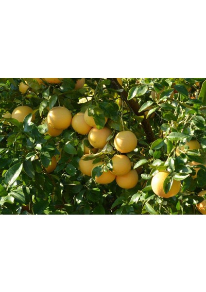 Ağaç Kavunu (Pomelo) fiyatları