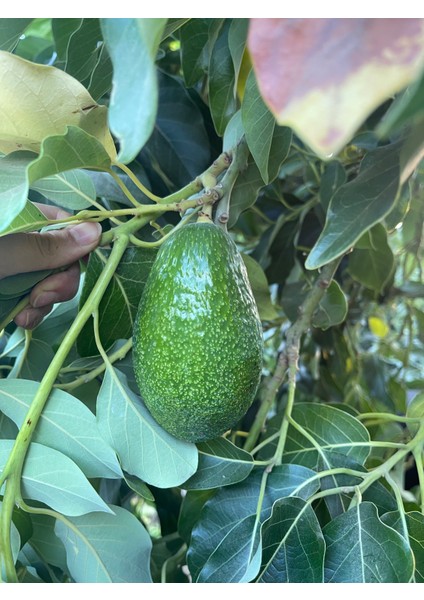 Has Avakado fiyatları