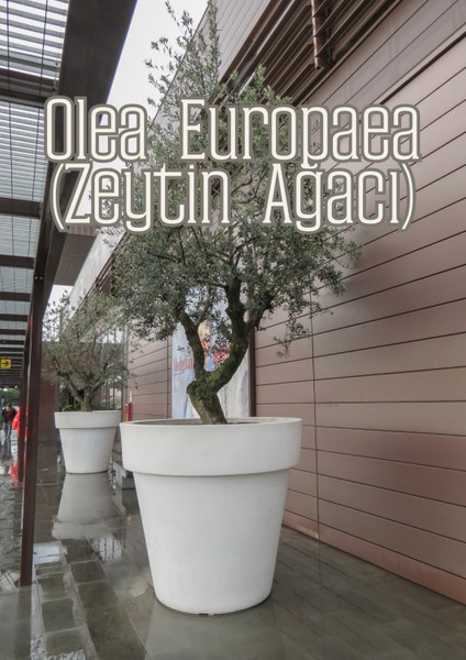 Güneş Bahçesi - Narenciye ve Balkon Bitkileri Için Özel Toprak Karışım indirimleri