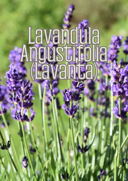 Güneş Bahçesi - Narenciye ve Balkon Bitkileri Için Özel Toprak Karışım