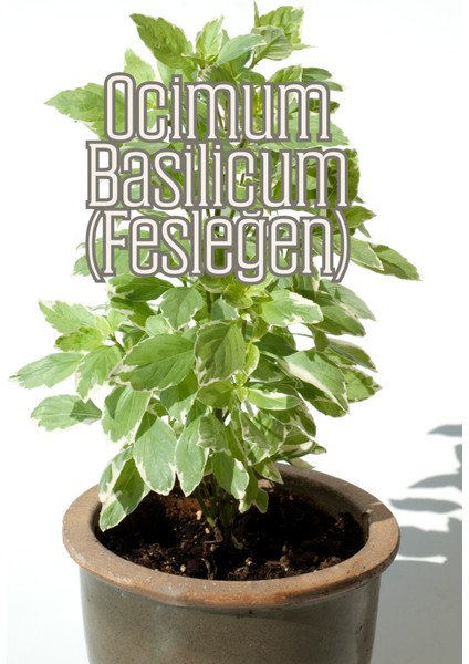 Güneş Bahçesi - Narenciye ve Balkon Bitkileri Için Özel Toprak Karışım