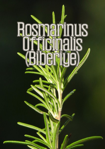 Güneş Bahçesi - Narenciye ve Balkon Bitkileri Için Özel Toprak Karışım