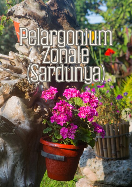 Güneş Bahçesi - Narenciye ve Balkon Bitkileri Için Özel Toprak Karışım