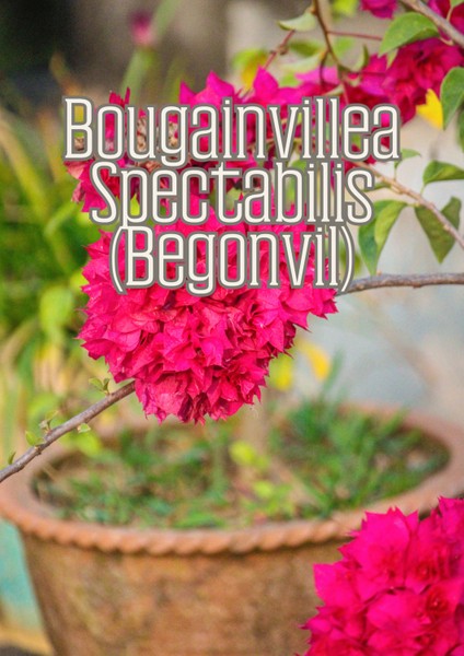 Güneş Bahçesi - Narenciye ve Balkon Bitkileri Için Özel Toprak Karışım