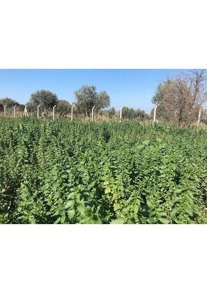 Isırgan Otu 50 gr | Haven Herbs & Blends Bitki Çayı