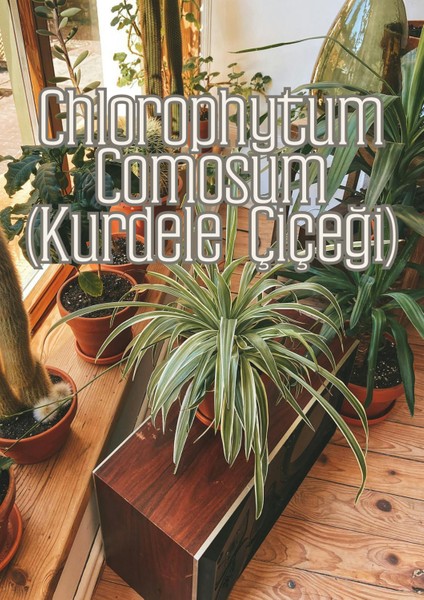 Sihirli Toprak - Genel Kullanım Için Özel Toprak Karışımı modelleri