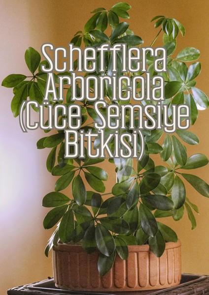 Sihirli Toprak - Genel Kullanım Için Özel Toprak Karışımı fırsatları