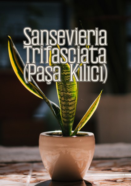 Sihirli Toprak - Genel Kullanım Için Özel Toprak Karışımı indirimleri