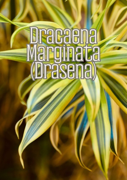 Sihirli Toprak - Genel Kullanım Için Özel Toprak Karışımı