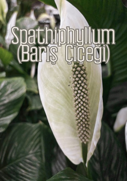 Sihirli Toprak - Genel Kullanım Için Özel Toprak Karışımı