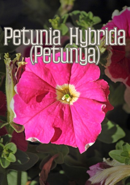 Rüzgar Bahçesi - Dış Mekan Süs Bitkileri Için Özel Toprak Karışımı fırsatları