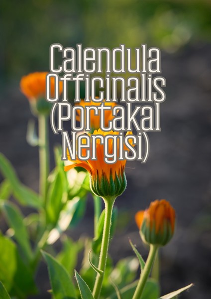 Rüzgar Bahçesi - Dış Mekan Süs Bitkileri Için Özel Toprak Karışımı indirimleri