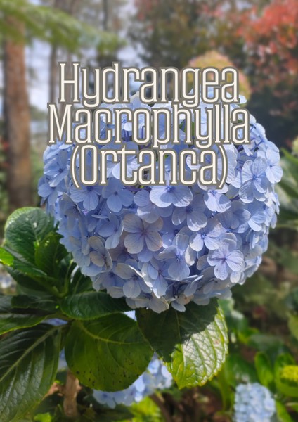 Rüzgar Bahçesi - Dış Mekan Süs Bitkileri Için Özel Toprak Karışımı