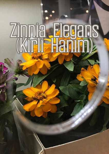 Rüzgar Bahçesi - Dış Mekan Süs Bitkileri Için Özel Toprak Karışımı