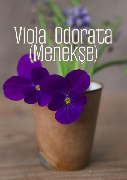 Rüzgar Bahçesi - Dış Mekan Süs Bitkileri Için Özel Toprak Karışımı