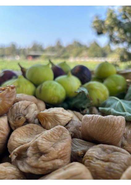 Kuru Incir Jumbo Boy | 1 kg