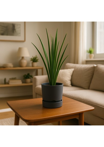 Begonya Saksı - Antrasit - 950 ml