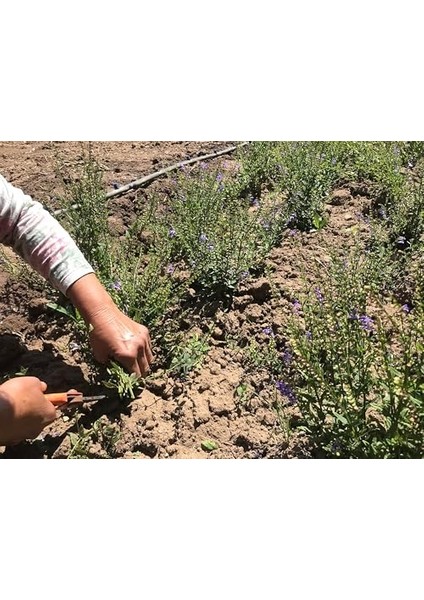 Skullcap (Su Kasidesi) 50 gr | Scutellaria x Galericulata | Bahçeden | Haven Herbs & Blends fiyatları