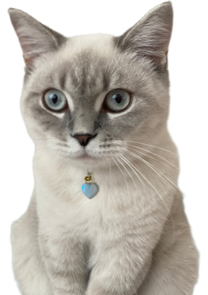 Doğal Taş Kedi Künyesi