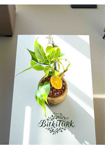 Beton Saksıda Ithal Potos Sarmaşığı Portakal Dilimi ve Lav Taşları Dekorlu fiyatları