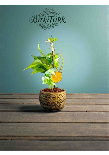 Beton Saksıda Ithal Potos Sarmaşığı Portakal Dilimi ve Lav Taşları Dekorlu modelleri