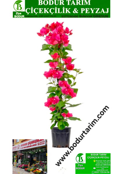 Bulancak 2 Yaşında Doku Kültür Sarmaşık Topraklı Tüplü Dış Mekan Pembe Begonvil Çiçek Bitkisi