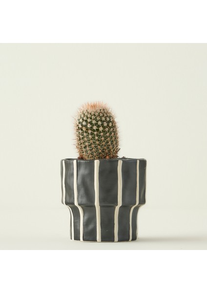 Ruvia Saksı Siyah (10X10X9 Cm)