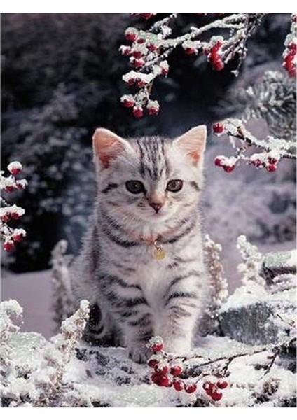2set Dıy Yuvarlak Matkap Elmas Boyama Çapraz Dikiş Mozaikleri Tam% 100 Kapak Nakış &quot Kahve ve Gül&quot ve Kar Yavru Kedi (Yurt Dışından) fiyatları