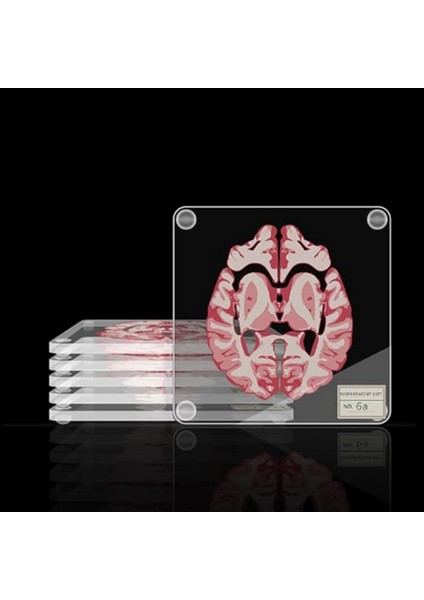 Beyin Örnek Makineleri Seti 3D Organ Beyin Sanatları Beyin Dilimleri Kare Akrilik Içecekler Masa Coaster (Yurt Dışından) modelleri