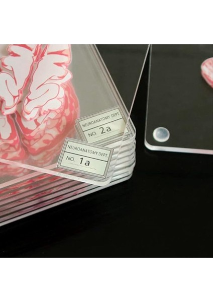 Beyin Örnek Makineleri Seti 3D Organ Beyin Sanatları Beyin Dilimleri Kare Akrilik Içecekler Masa Coaster (Yurt Dışından) indirimleri
