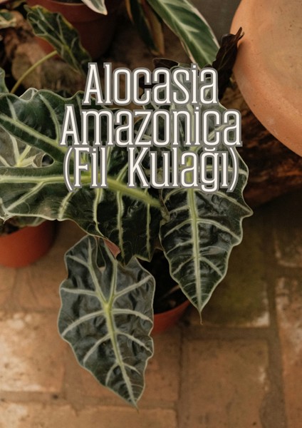 Yeşil Gövdeler - Aroid Bitkiler Için Özel Toprak Karışımı fırsatları